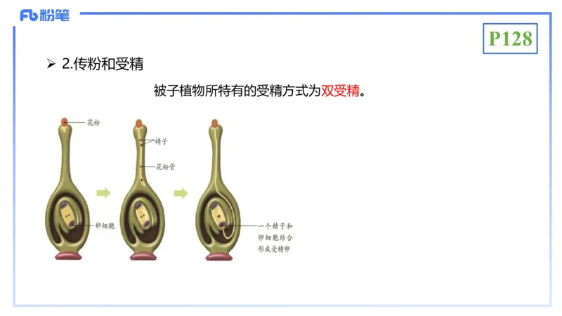 理论精讲16-植物学1-拾光_4-教培资料-26年最新资料-同步更新_初中高中教资_03科三专项（进去保存报考的学科即可）_01科目三FB网课、三色速记手册、知识点导图等推荐_初中