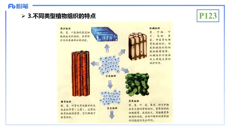 理论精讲16-植物学1-拾光_4-教培资料-26年最新资料-同步更新_初中高中教资_03科三专项（进去保存报考的学科即可）_01科目三FB网课、三色速记手册、知识点导图等推荐_初中