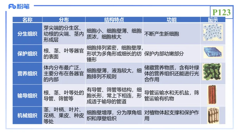 理论精讲16-植物学1-拾光_4-教培资料-26年最新资料-同步更新_初中高中教资_03科三专项（进去保存报考的学科即可）_01科目三FB网课、三色速记手册、知识点导图等推荐_初中