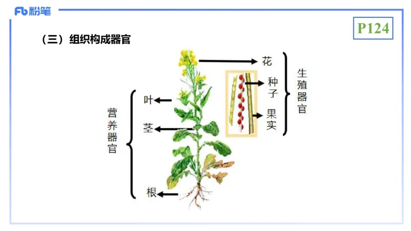 理论精讲16-植物学1-拾光_4-教培资料-26年最新资料-同步更新_初中高中教资_03科三专项（进去保存报考的学科即可）_01科目三FB网课、三色速记手册、知识点导图等推荐_初中