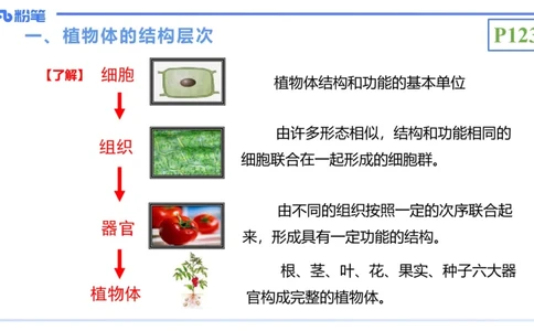 理论精讲16-植物学1-拾光_4-教培资料-26年最新资料-同步更新_初中高中教资_03科三专项（进去保存报考的学科即可）_01科目三FB网课、三色速记手册、知识点导图等推荐_初中