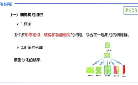 理论精讲16-植物学1-拾光_4-教培资料-26年最新资料-同步更新_初中高中教资_03科三专项（进去保存报考的学科即可）_01科目三FB网课、三色速记手册、知识点导图等推荐_初中