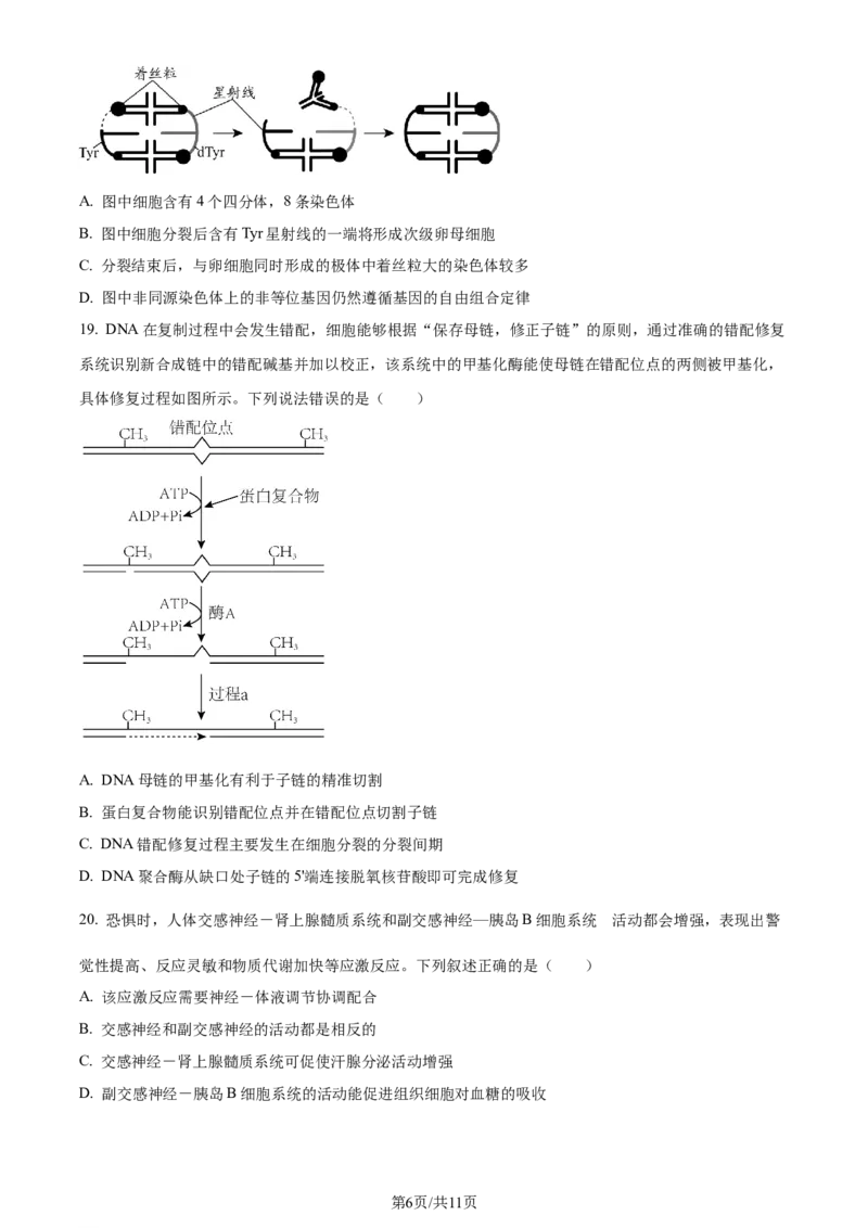 精品解析：2024届山东省潍坊市昌乐一中学高三模拟预测生物试题（原卷版）_2024届山东省潍坊市昌乐一中学高三模拟预测_2024届山东省潍坊市昌乐一中学高三模拟预测生物