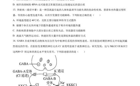 精品解析：2024届山东省潍坊市昌乐一中学高三模拟预测生物试题（原卷版）_2024届山东省潍坊市昌乐一中学高三模拟预测_2024届山东省潍坊市昌乐一中学高三模拟预测生物