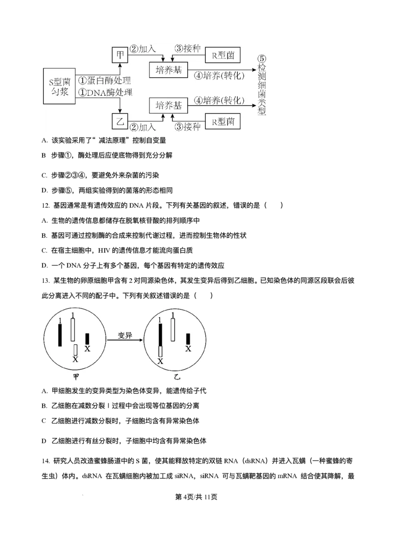 辽宁省县域重点高中2025-2026学年高三上学期期中生物试卷（含答案）_251105辽宁省县域重点高中2025-2026学年高三上学期期中（金太阳103C）
