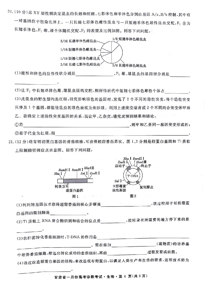 甘肃省2024届高三一月份高考诊断考试&middot;生物试题_2024届甘肃省高三上学期1月份高考诊断考试（甘肃一诊）_甘肃省2024届高三上学期1月份高考诊断考试（甘肃一诊）生物