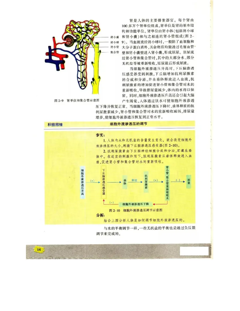 苏教版高中生物必修3《稳态与环境》电子课本_4-教培资料-26年最新资料-同步更新_初中高中教资_03科三专项（进去保存报考的学科即可）_112025高中科目（全）电子教材