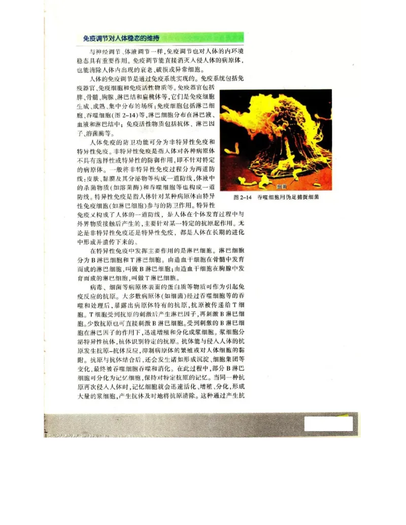 苏教版高中生物必修3《稳态与环境》电子课本_4-教培资料-26年最新资料-同步更新_初中高中教资_03科三专项（进去保存报考的学科即可）_112025高中科目（全）电子教材
