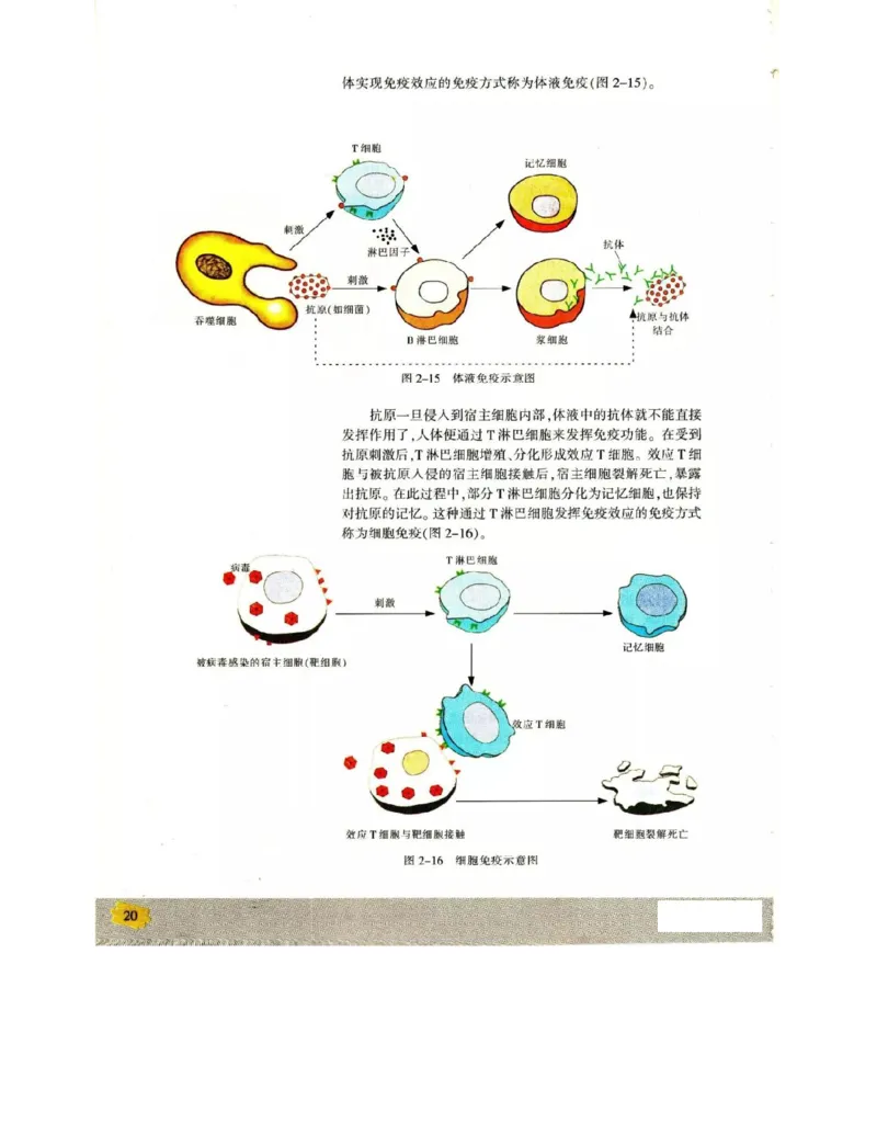 苏教版高中生物必修3《稳态与环境》电子课本_4-教培资料-26年最新资料-同步更新_初中高中教资_03科三专项（进去保存报考的学科即可）_112025高中科目（全）电子教材