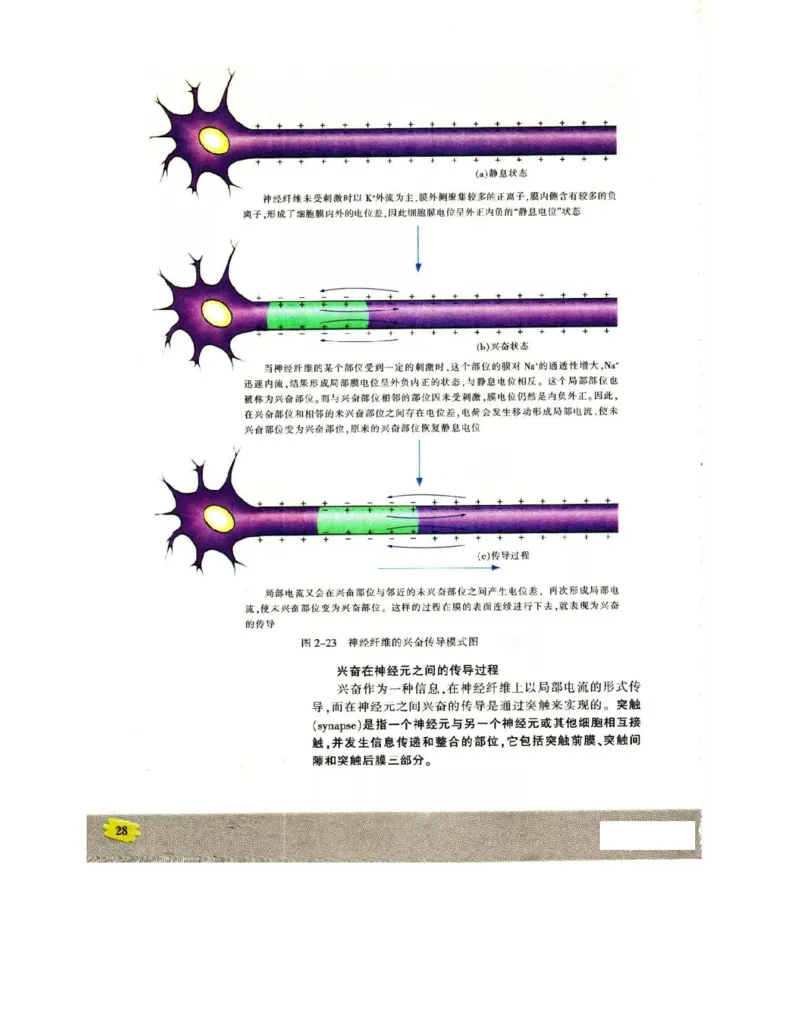 苏教版高中生物必修3《稳态与环境》电子课本_4-教培资料-26年最新资料-同步更新_初中高中教资_03科三专项（进去保存报考的学科即可）_112025高中科目（全）电子教材