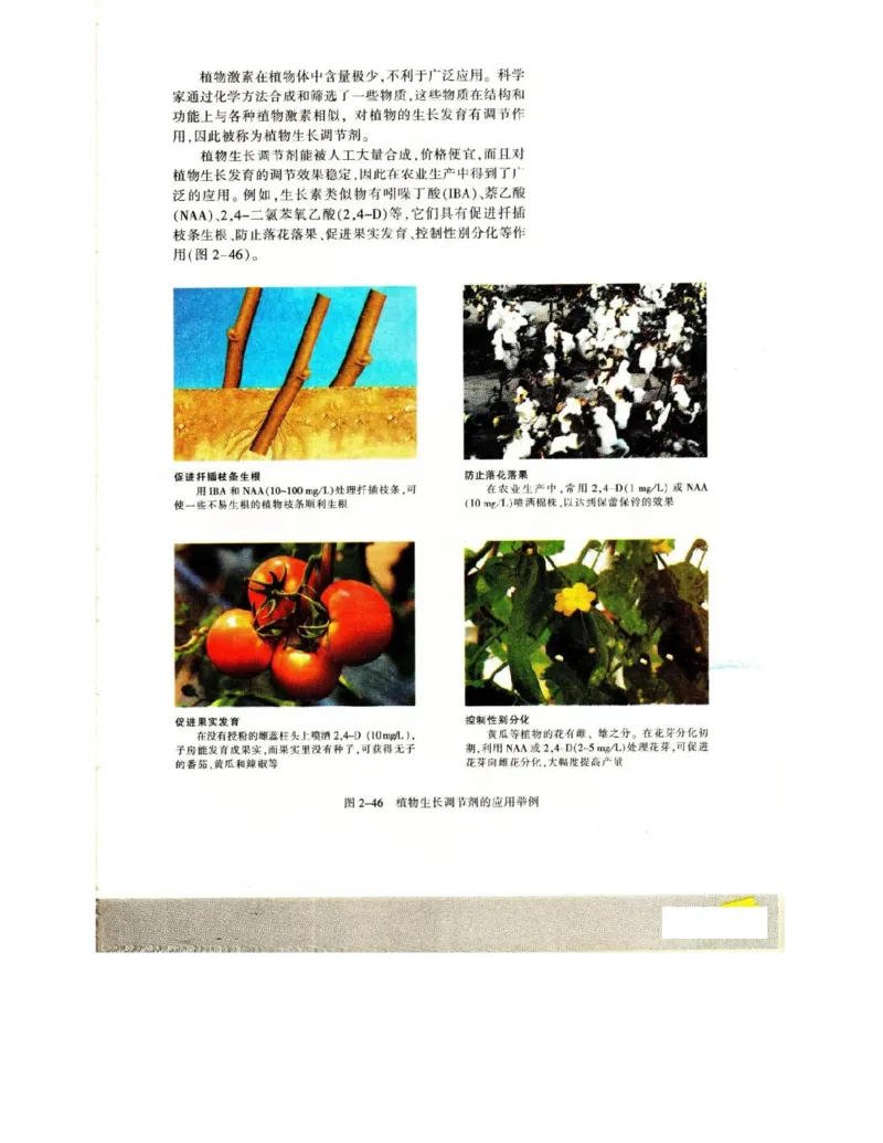 苏教版高中生物必修3《稳态与环境》电子课本_4-教培资料-26年最新资料-同步更新_初中高中教资_03科三专项（进去保存报考的学科即可）_112025高中科目（全）电子教材