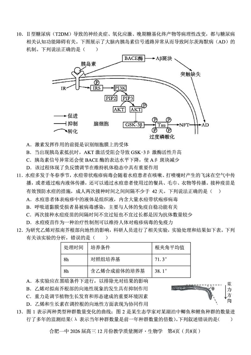 生物试题_2025年12月_251212安徽合肥一中2026届高三12月份教学质量测评（全科）_合肥一中12月份教学质量测评生物