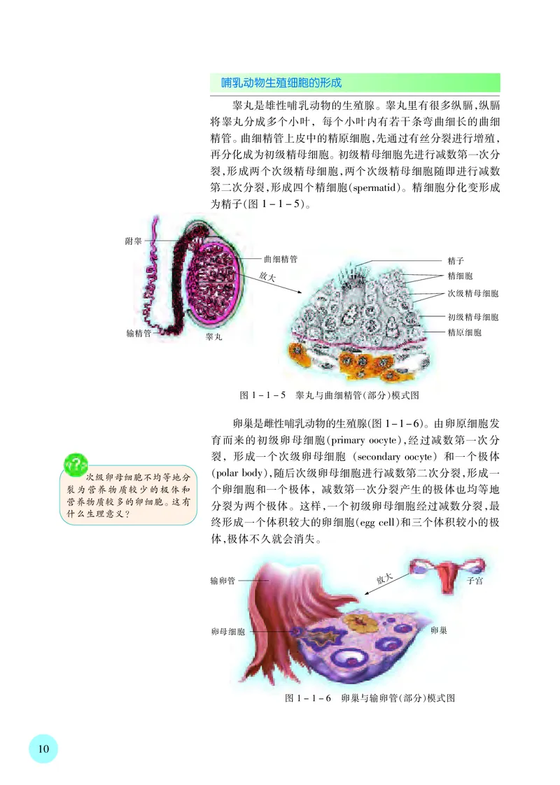 苏教版生物必修2高清教材_4-教培资料-26年最新资料-同步更新_初中高中教资_03科三专项（进去保存报考的学科即可）_02科三专项（笔记真题思维导图教学设计版本二）