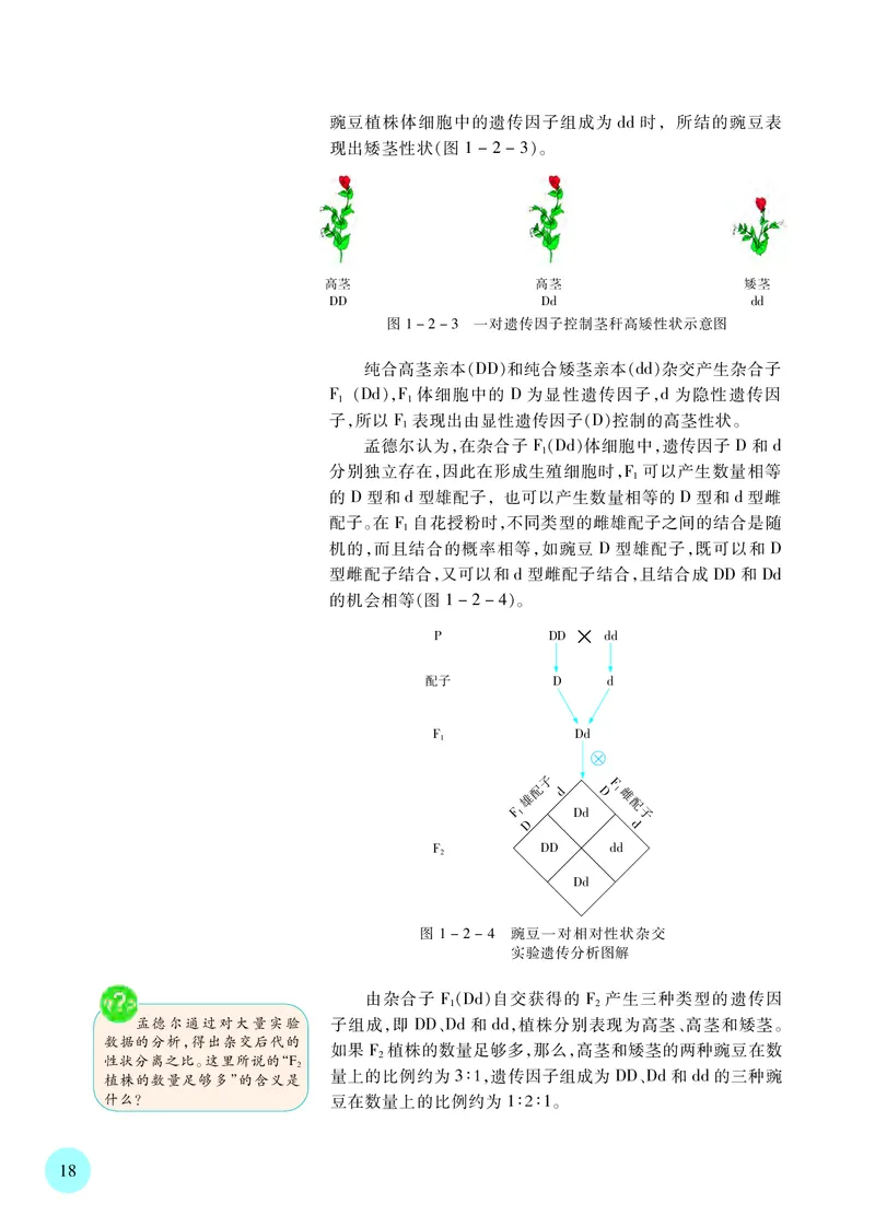 苏教版生物必修2高清教材_4-教培资料-26年最新资料-同步更新_初中高中教资_03科三专项（进去保存报考的学科即可）_02科三专项（笔记真题思维导图教学设计版本二）