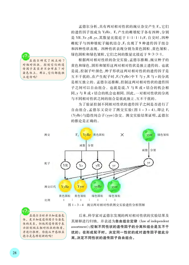 苏教版生物必修2高清教材_4-教培资料-26年最新资料-同步更新_初中高中教资_03科三专项（进去保存报考的学科即可）_02科三专项（笔记真题思维导图教学设计版本二）
