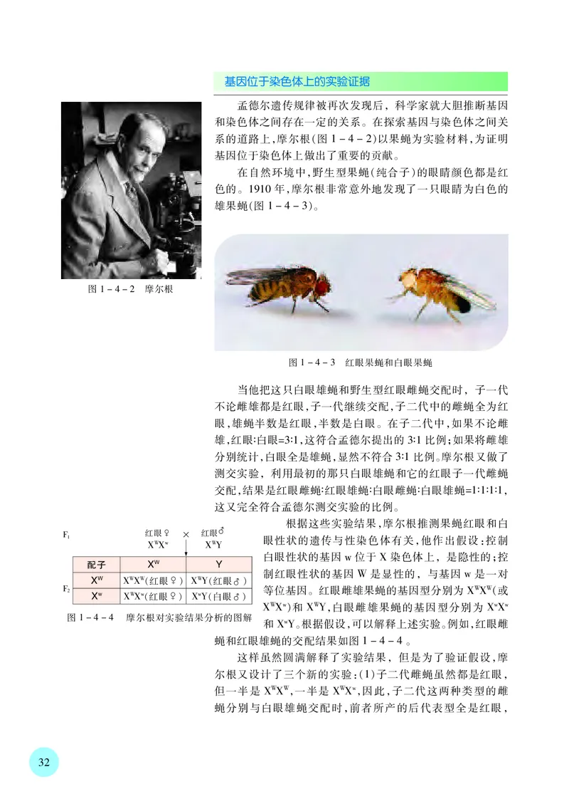 苏教版生物必修2高清教材_4-教培资料-26年最新资料-同步更新_初中高中教资_03科三专项（进去保存报考的学科即可）_02科三专项（笔记真题思维导图教学设计版本二）