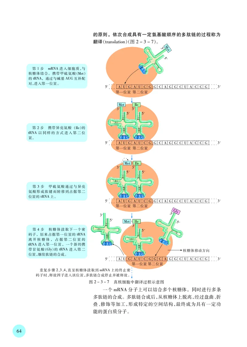 苏教版生物必修2高清教材_4-教培资料-26年最新资料-同步更新_初中高中教资_03科三专项（进去保存报考的学科即可）_02科三专项（笔记真题思维导图教学设计版本二）