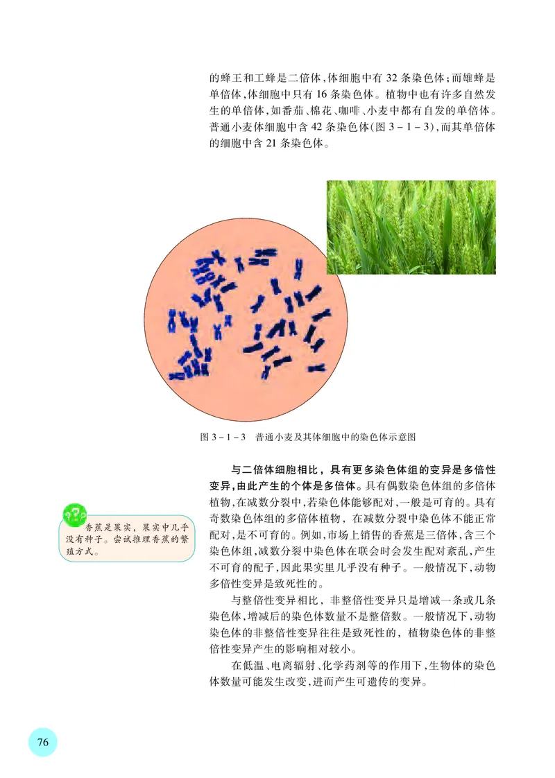 苏教版生物必修2高清教材_4-教培资料-26年最新资料-同步更新_初中高中教资_03科三专项（进去保存报考的学科即可）_02科三专项（笔记真题思维导图教学设计版本二）