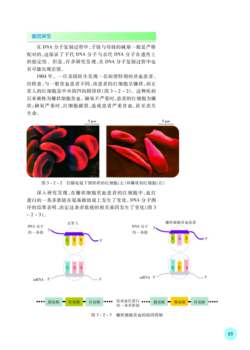苏教版生物必修2高清教材_4-教培资料-26年最新资料-同步更新_初中高中教资_03科三专项（进去保存报考的学科即可）_02科三专项（笔记真题思维导图教学设计版本二）