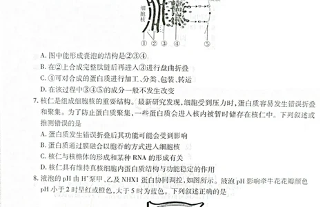 辽宁省重点高中联合体2024-2025学年下学期高二期末考试生物试卷（含答案）_2025年7月_250721辽宁省重点高中联合体2024-2025学年高二下学期期末考试（全科）
