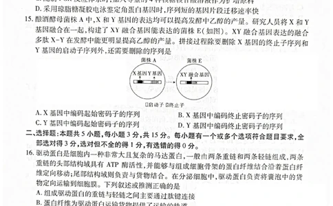 辽宁省重点高中联合体2024-2025学年下学期高二期末考试生物试卷（含答案）_2025年7月_250721辽宁省重点高中联合体2024-2025学年高二下学期期末考试（全科）