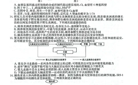 永寿县中学2023-2024学年度高科调研拟测试卷生物_2024届陕西省咸阳市永寿县中学高三上学期高考调研拟测试卷（二）_陕西省咸阳市永寿县中学2024届高三上学期高考调研拟测试卷（二）生物
