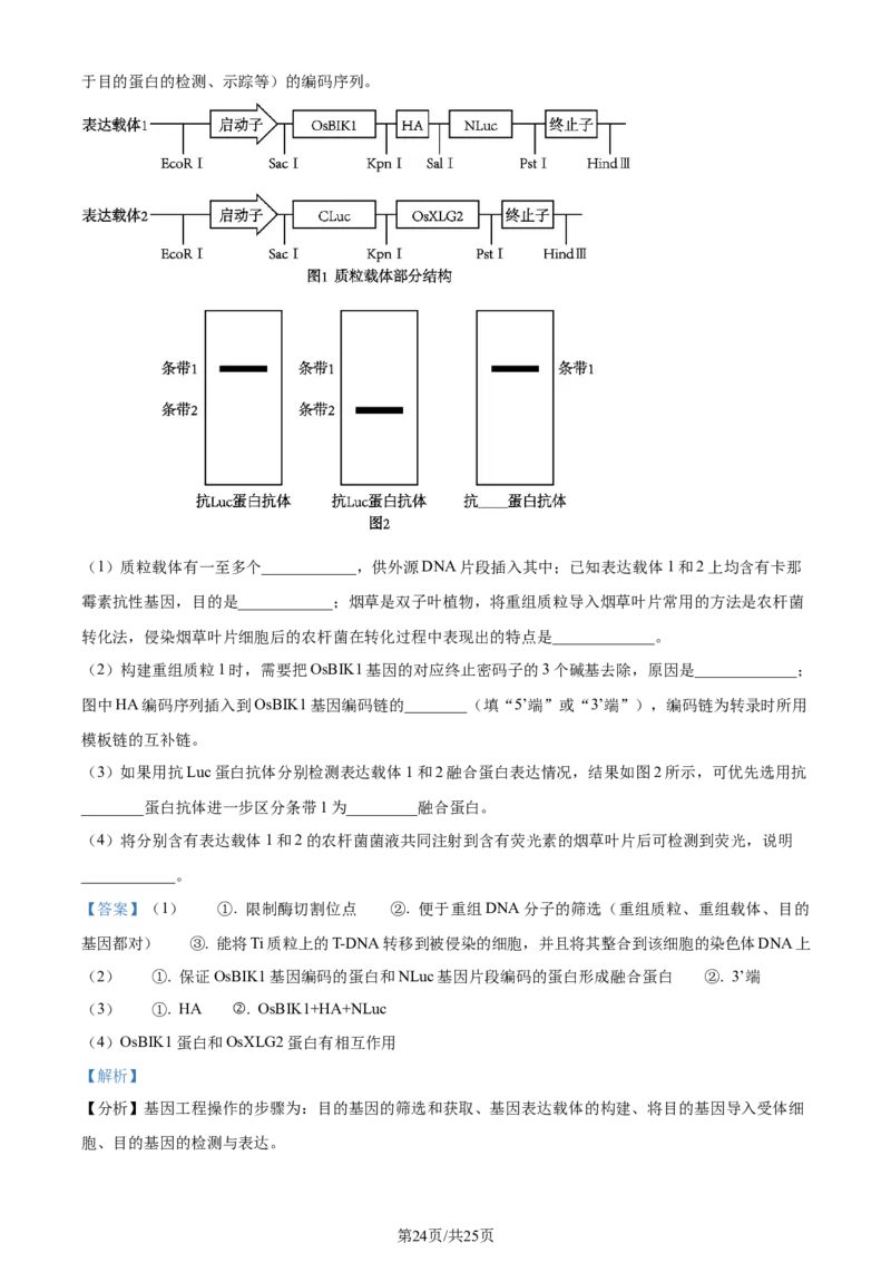 精品解析：山东省济南市2023-2024学年高三上学期期末学习质量检测生物试题（解析版）_2024届山东省济南市高三上学期期末学习质量检测