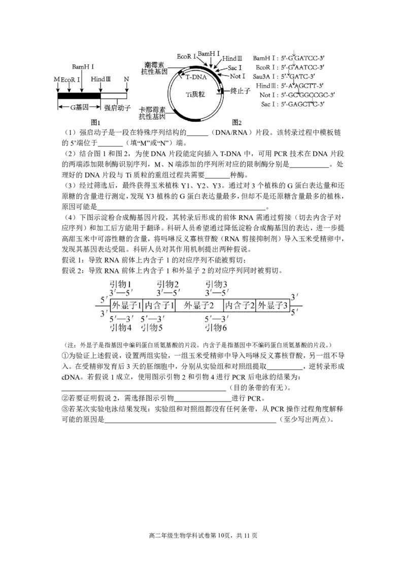 辽宁省沈阳市东北育才学校2024-2025学年高二下学期第二次月考试题生物PDF版含答案_2025年7月_250708辽宁省沈阳市东北育才学校2024-2025学年高二下学期第二次月考