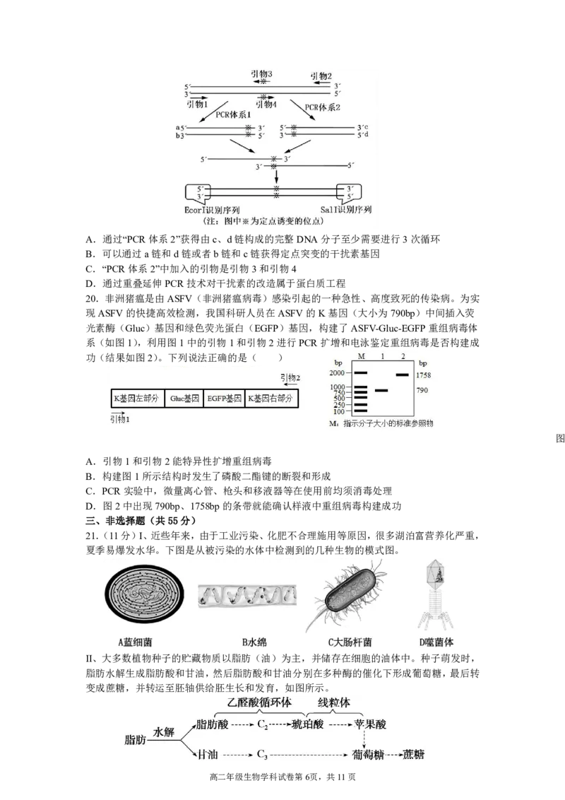 辽宁省沈阳市东北育才学校2024-2025学年高二下学期第二次月考试题生物PDF版含答案_2025年7月_250708辽宁省沈阳市东北育才学校2024-2025学年高二下学期第二次月考