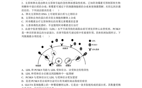 辽宁省沈阳市东北育才学校2024-2025学年高二下学期第二次月考试题生物PDF版含答案_2025年7月_250708辽宁省沈阳市东北育才学校2024-2025学年高二下学期第二次月考