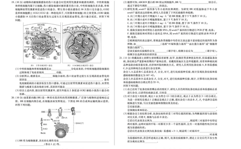 生物学专版A卷天一大联考&middot;陕西甘肃省2025-2026学年（上）高三年级顶尖计划（二）_2025年12月_251211河南省、陕西甘肃省2025-2026学年（上）高三年级顶尖计划（二）（全科）