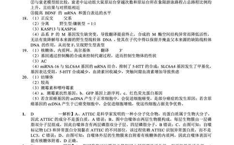 重庆实验外国语学校2025-2026学年度（上）高2026届11月月考（五）生物答案_251126重庆实验外国语学校2025-2026学年度（上）高2026届11月月考（五）（全科）
