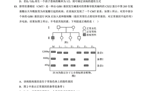 重庆实验外国语学校2025-2026学年度（上）高2026届10月月考（四）生物_251101重庆实验外国语学校2025-2026学年度（上）高2026届10月月考（四）（全科）