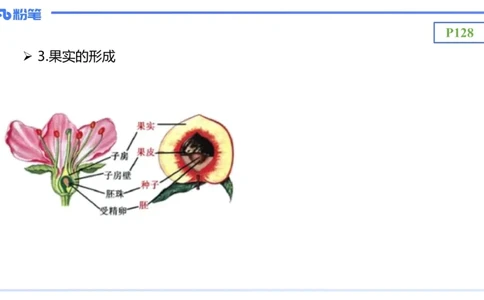 理论精讲17-植物学2-拾光_4-教培资料-26年最新资料-同步更新_初中高中教资_03科三专项（进去保存报考的学科即可）_01科目三FB网课、三色速记手册、知识点导图等推荐_初中