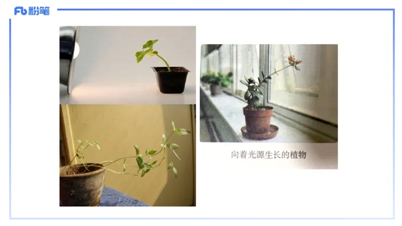 理论精讲17-植物学2-拾光_4-教培资料-26年最新资料-同步更新_初中高中教资_03科三专项（进去保存报考的学科即可）_01科目三FB网课、三色速记手册、知识点导图等推荐_初中