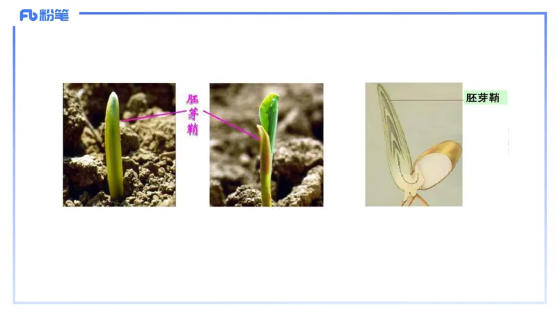 理论精讲17-植物学2-拾光_4-教培资料-26年最新资料-同步更新_初中高中教资_03科三专项（进去保存报考的学科即可）_01科目三FB网课、三色速记手册、知识点导图等推荐_初中