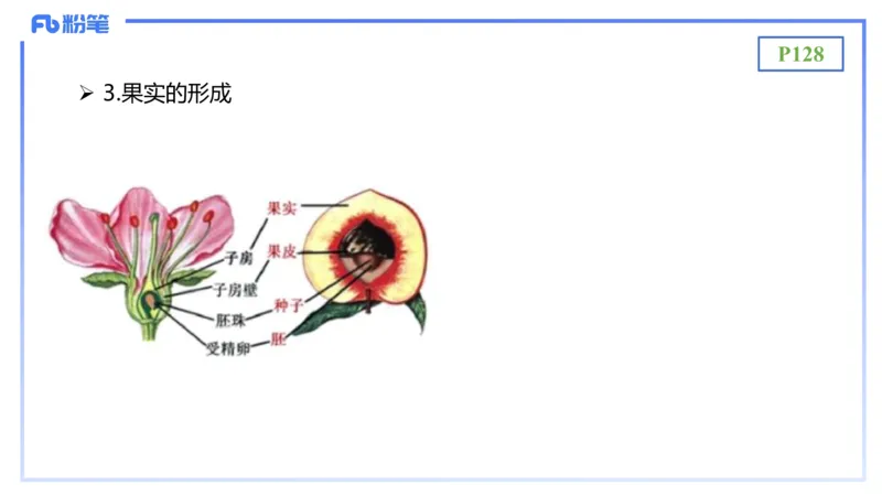 理论精讲17-植物学2-拾光_4-教培资料-26年最新资料-同步更新_初中高中教资_03科三专项（进去保存报考的学科即可）_01科目三FB网课、三色速记手册、知识点导图等推荐_初中