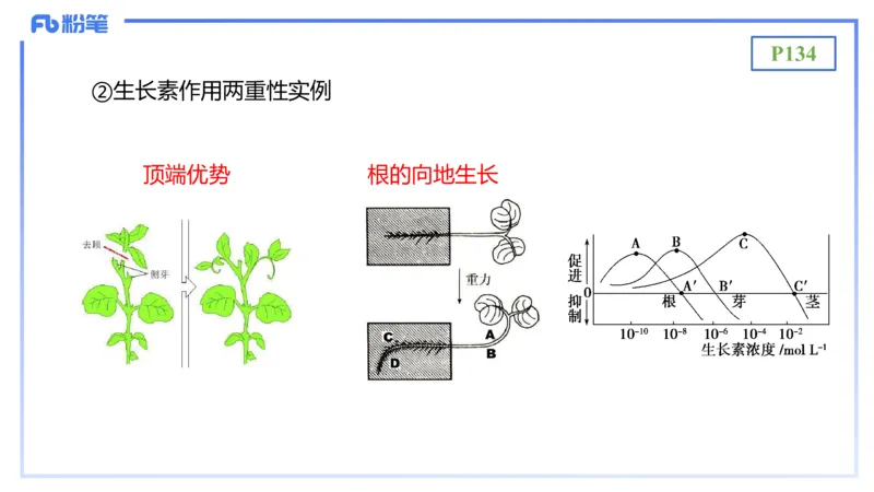 理论精讲17-植物学2-拾光_4-教培资料-26年最新资料-同步更新_初中高中教资_03科三专项（进去保存报考的学科即可）_01科目三FB网课、三色速记手册、知识点导图等推荐_初中