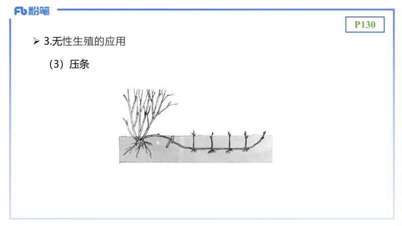 理论精讲17-植物学2-拾光_4-教培资料-26年最新资料-同步更新_初中高中教资_03科三专项（进去保存报考的学科即可）_01科目三FB网课、三色速记手册、知识点导图等推荐_初中