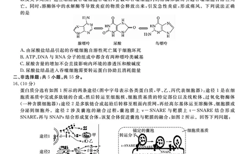 生物试题&middot;2025年12月皖江名校高三联考_2025年12月_251221安徽省皖江名校联盟2025-2026学年高三年级12月质量检测（全科）