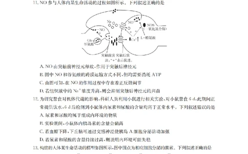 辽宁省葫芦岛市葫芦岛市、县2026届高三上学期协作校第二次考试（26-147C）生物_2025年12月_251214辽宁省葫芦岛市（县）2026届高三上学期协作校第二次考试（金太阳26-147C）（全科）