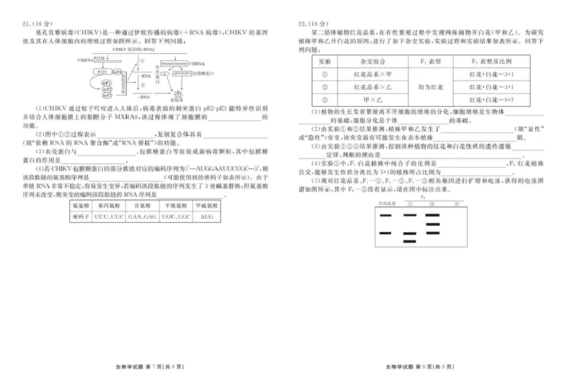 生物试卷_2025年12月_251220湖北省衡水金卷2026届高三年级上学期12月阶段性测试（全科）_湖北省衡水金卷2026届高三上学期12月阶段性测试生物试卷（含答案）