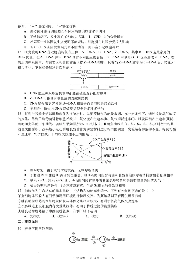 生物试卷_2024届重庆市乌江新高考协作体高三上学期第一次联合调研抽测（一模）_2024届重庆市乌江新高考协作体高三上学期第一次联合调研抽测（一模）生物