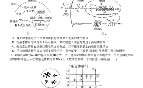 生物试题｜2506温州十校期末联考_2025年6月_250627浙江省2024学年第二学期温州十校联合体高二期末联考（全科）