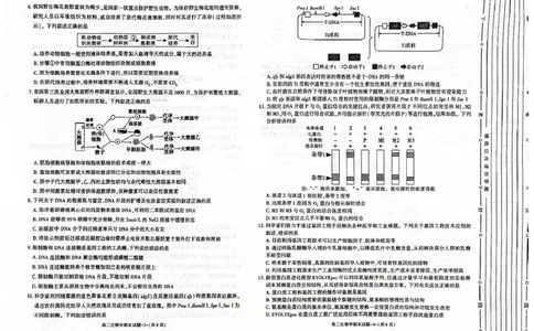 陕西省西安市新城区2024-2025学年高二下学期7月期末生物试题（含答案）_2025年7月_250706陕西省西安市新城区2024-2025学年高二下学期7月期末质量检测（全科）