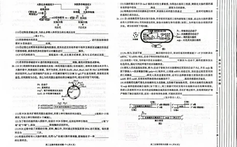 陕西省西安市新城区2024-2025学年高二下学期7月期末生物试题（含答案）_2025年7月_250706陕西省西安市新城区2024-2025学年高二下学期7月期末质量检测（全科）