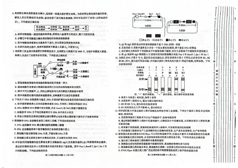 陕西省西安市新城区2024-2025学年高二下学期7月期末生物试题（含答案）_2025年7月_250706陕西省西安市新城区2024-2025学年高二下学期7月期末质量检测（全科）