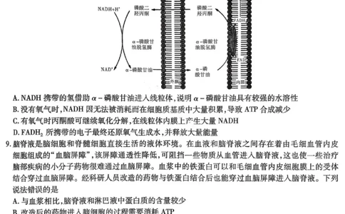 生物试卷-重庆市南开中学高2026届高三第四次质量检测_2025年12月_251206重庆市南开中学高2026届高三第四次质量检测（全科）_重庆市南开中学高2026届高三第四次质量检测生物