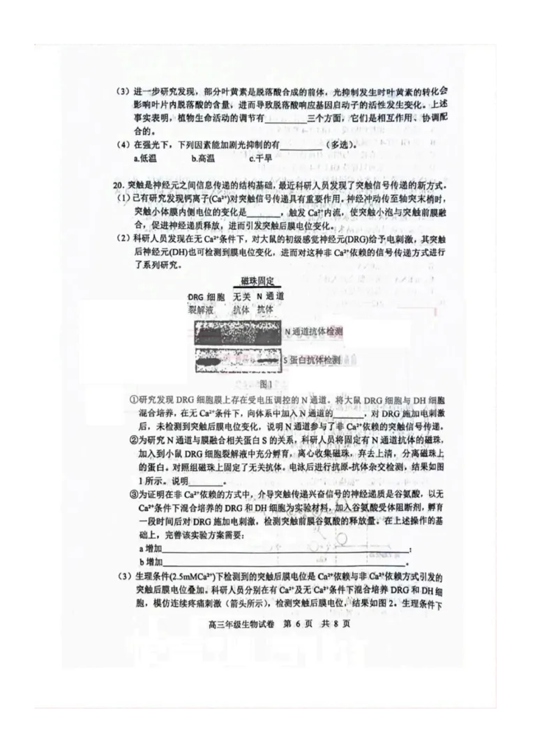 湖北省武汉市武昌区2023-2024学年高三上学期期末质量检测生物试题_2024届湖北省武汉市武昌区高三上学期期末质量检测试题_2024届湖北省武汉市武昌区高三上学期期末质量检测试题生物