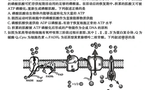 生物-山西三晋卓越联盟2025-2026学年高三12月质量检测_2025年12月_251206山西三晋卓越联盟2025-2026学年高三12月质量检测（全科）